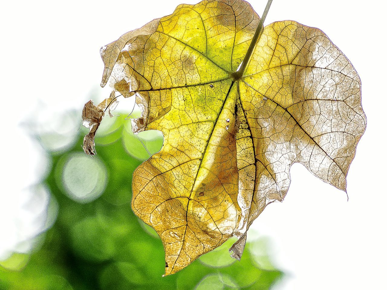 CLOSE-UP OF YELLOW LEAVES