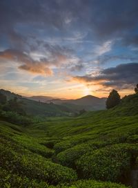 Scenic view of agricultural field against sky during sunset