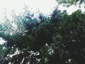 Low angle view of trees against sky