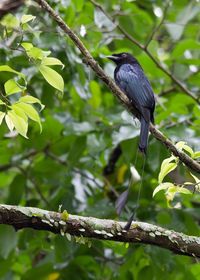 Bird perching on branch