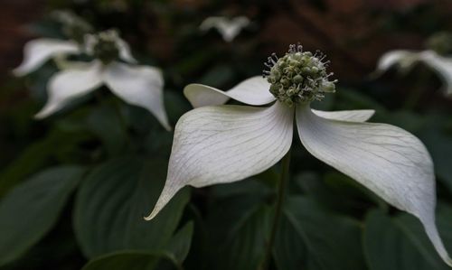 Close-up of white flowers blooming outdoors