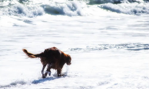 Dog running on beach