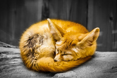 Close-up of fox sleeping