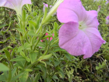 Close-up of pink flowers growing on plant