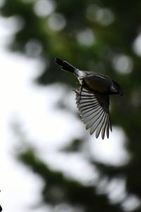 Close-up of bird flying