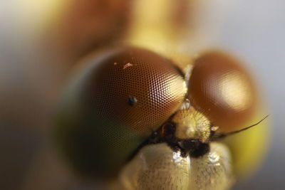 Close-up of insect