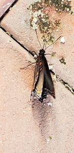High angle view of butterfly on footpath