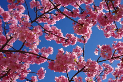 Low angle view of cherry blossom