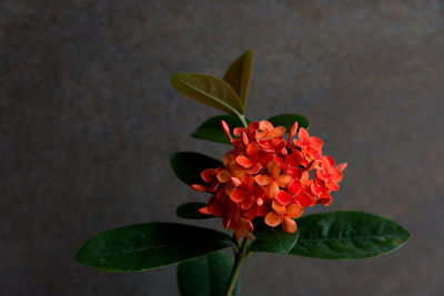 Close-up of red flowering plant