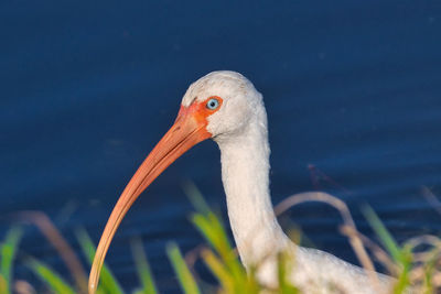 Close-up of bird