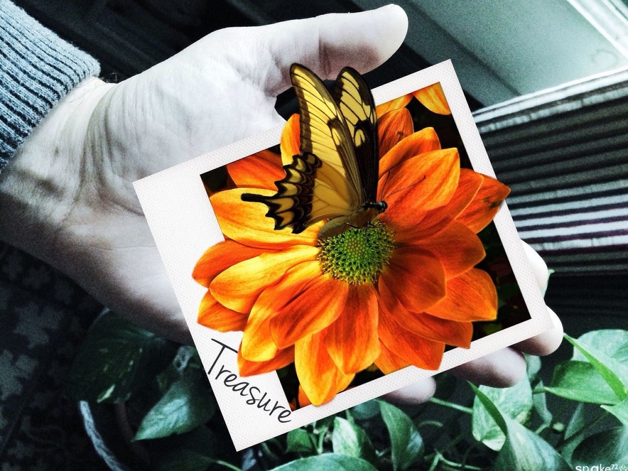 flower, orange color, petal, yellow, high angle view, flower head, indoors, freshness, close-up, fragility, leaf, day, plant, nature, no people, beauty in nature, red, directly above, single flower