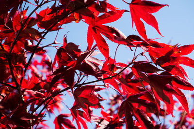 Low angle view of tree during autumn