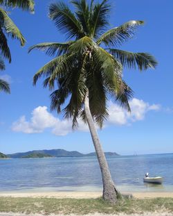 Palm tree by sea against sky