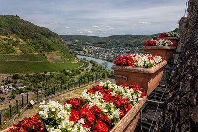 View from the castle called the 'reichsburg' over the beautiful colored flower boxes, city cochem 
