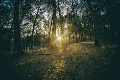 Sun shining through trees in forest