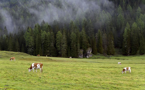 Cows grazing on grassland