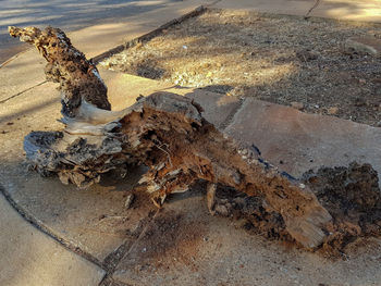 High angle view of driftwood on beach