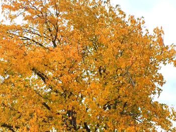 Low angle view of autumn trees