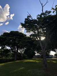 Trees in park against sky