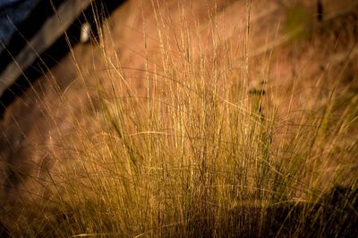 Close-up of grass on field