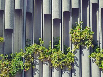 Close-up of potted plant against wall