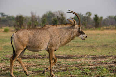 Side view of horned animal walking on field