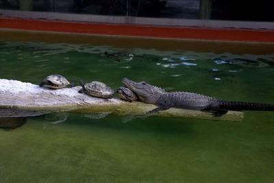 Turtles and crocodile in water
