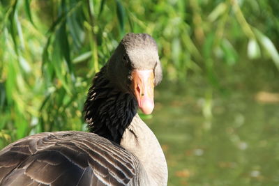 Close-up of a bird