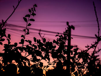 Low angle view of silhouette plants against sky at sunset