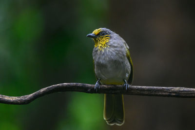 Close-up of bird perching on branch