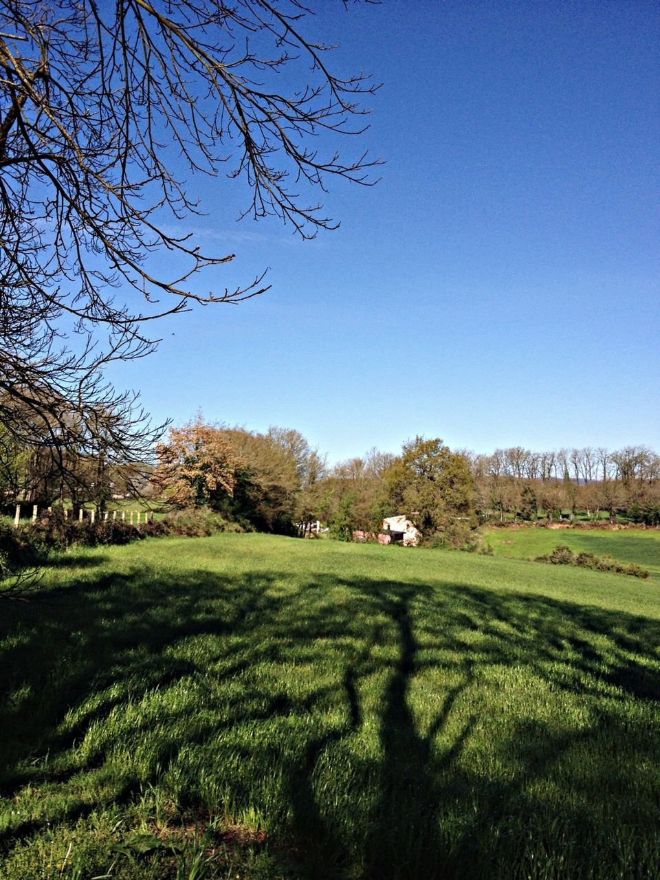 grass, clear sky, tree, field, blue, landscape, green color, grassy, tranquility, copy space, tranquil scene, nature, beauty in nature, growth, scenics, sunlight, built structure, day, sky, building exterior