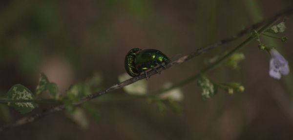 Close-up of insect on plant