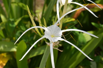 Close-up of white flowering plant