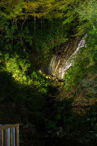 Plants and trees in forest