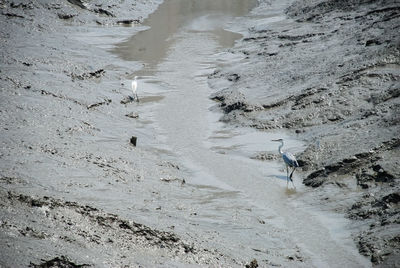 High angle view of bird on beach