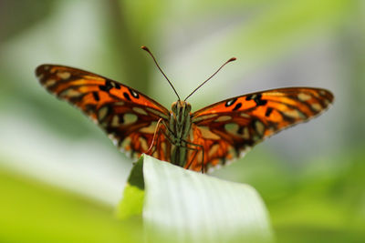 Close-up of butterfly on flower