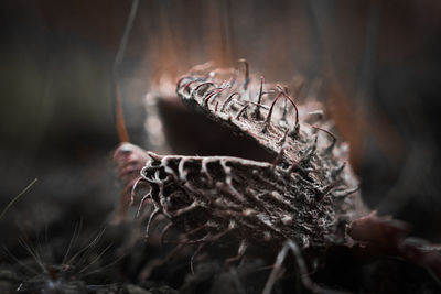 Close-up of dried plant on field