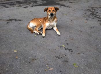 High angle portrait of dog on road in city