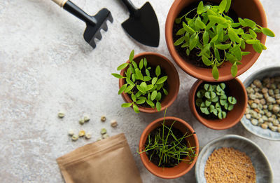 Pots with seedlings, seeds and sowing equipment on the table. healthy food.