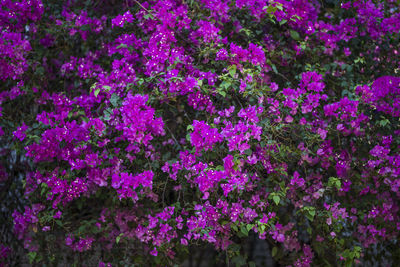 Close-up of pink flowering plants