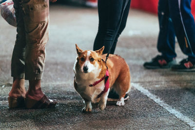 Low section of man with dog