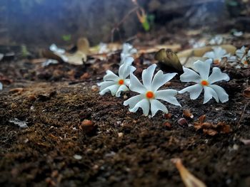 Close-up of white crocus flowers on field