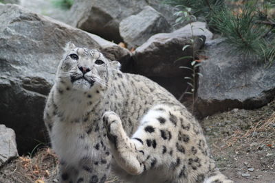 View of snow leopard