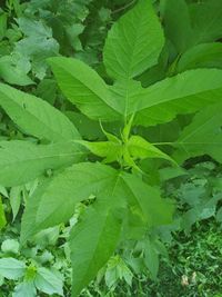 Full frame shot of leaves