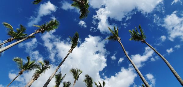 Low angle view of coconut palm trees against blue sky