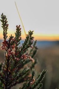 Close-up of fresh plant against sky at sunset