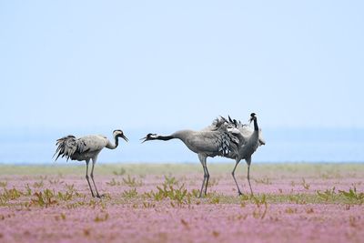 Birds on field against clear sky