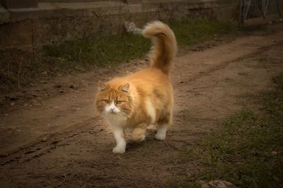 Portrait of cat sitting outdoors