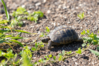 High angle view of turtle on ground