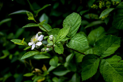 Close-up high angle view of flower and leaves